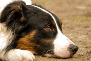 un chien de famille