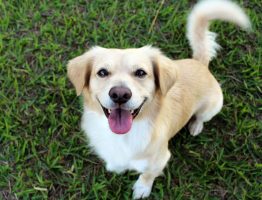 Pourquoi le chien remue la queue ?